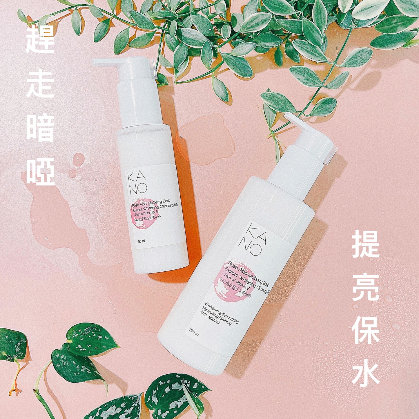 白玫瑰桑椹美白洗面奶 Rose Alba Mulberry Bark Extract Whitening Cleansing Milk